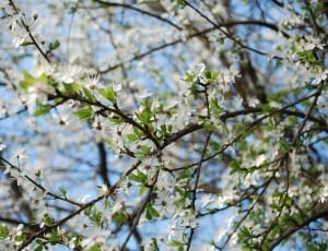 low angle photo of white petaled flowers on tree during daytime thumbnail