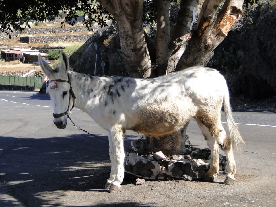white and black donkey preview