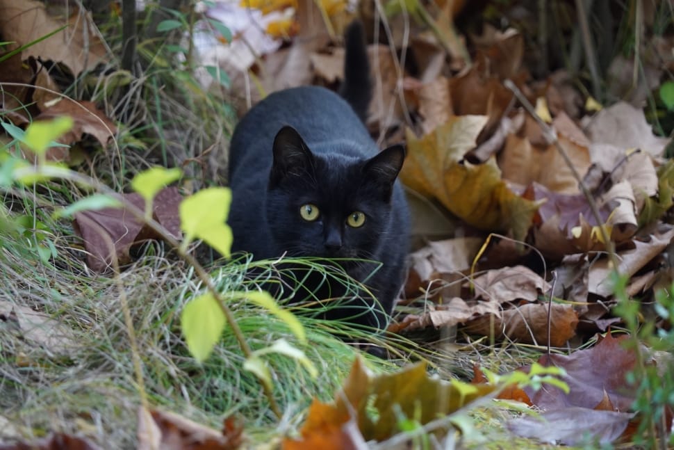 black fur cat preview