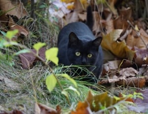 black fur cat thumbnail