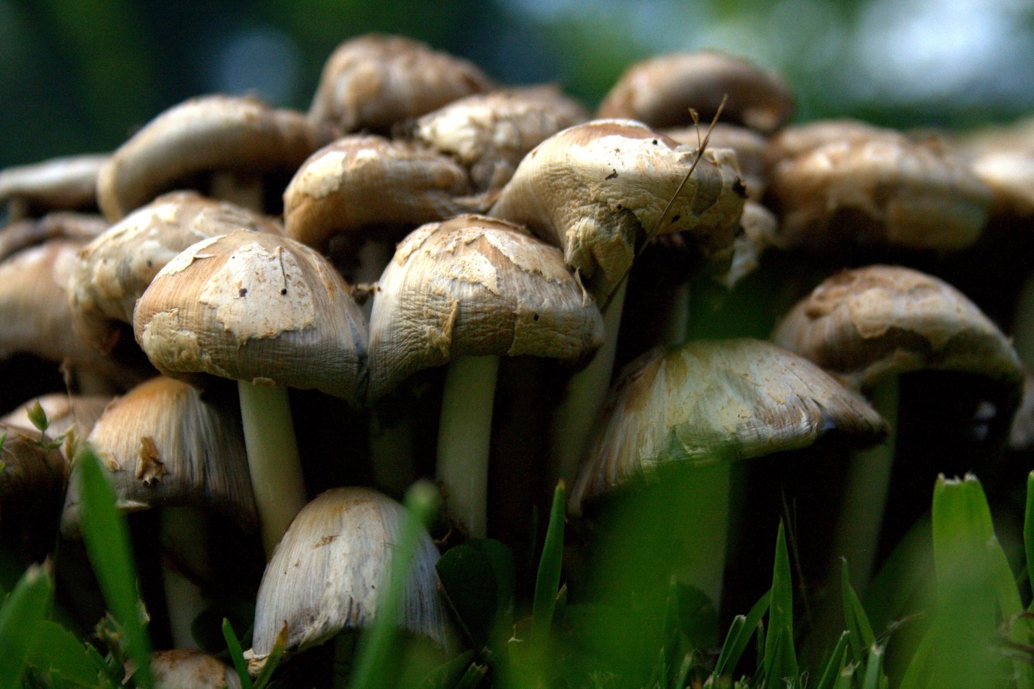 brown mushrooms
