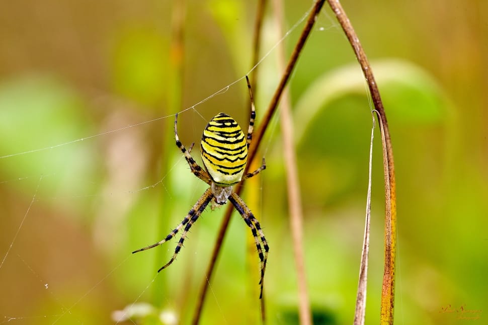 white and black argiope spider preview