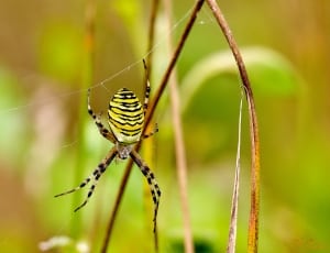 white and black argiope spider thumbnail