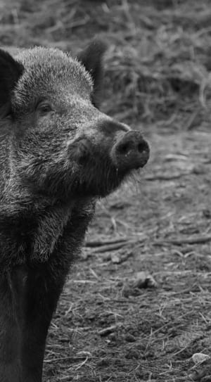 grayscale photo of pig thumbnail