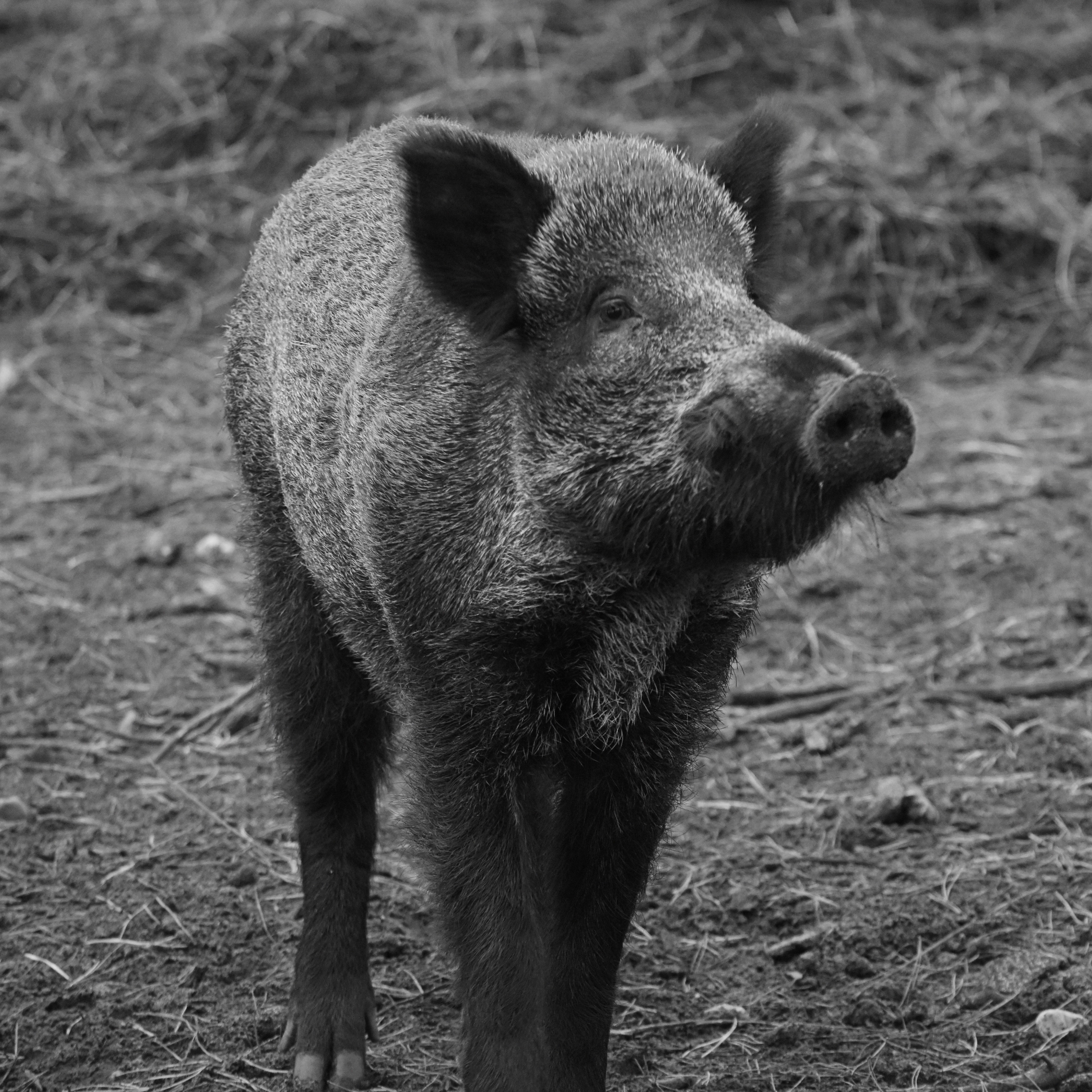 grayscale photo of pig