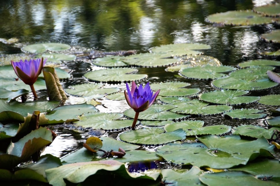 purple water lilies preview