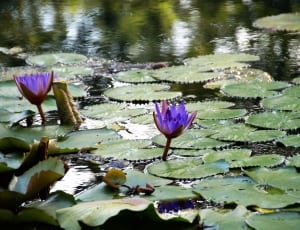 purple water lilies thumbnail