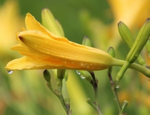 yellow lily thumbnail