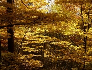 yellow maple leaf trees thumbnail