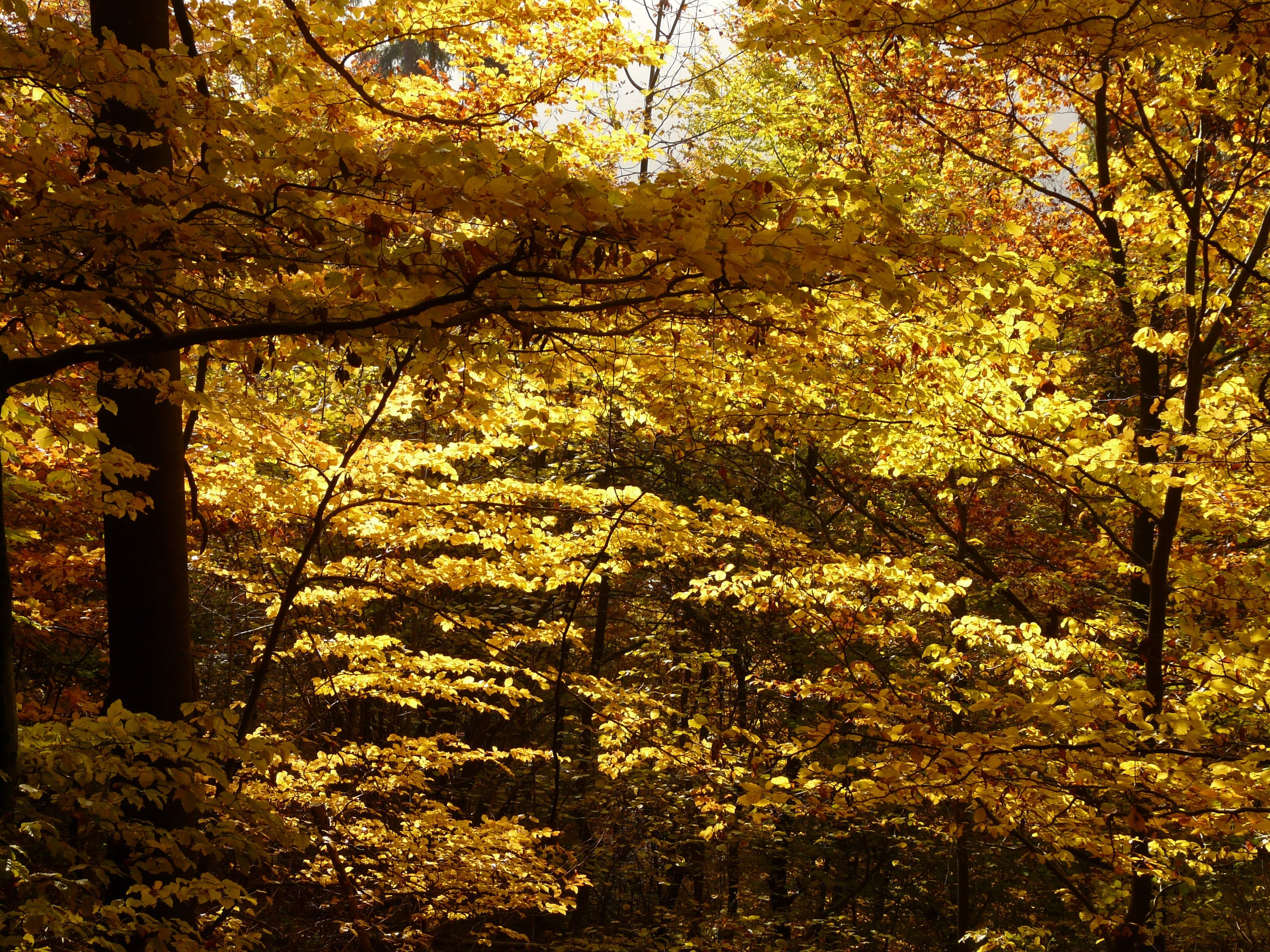 yellow maple leaf trees