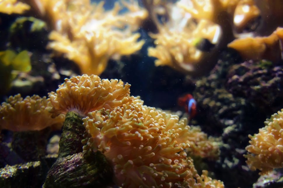 yellow coral reef preview