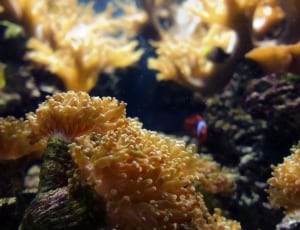 yellow coral reef thumbnail