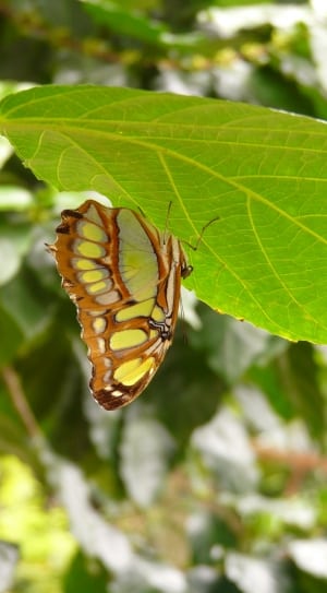 brown yellow and green butterfly thumbnail