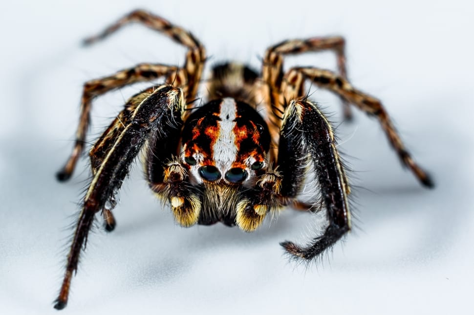 black brown and white jumping spider preview