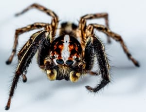 black brown and white jumping spider thumbnail