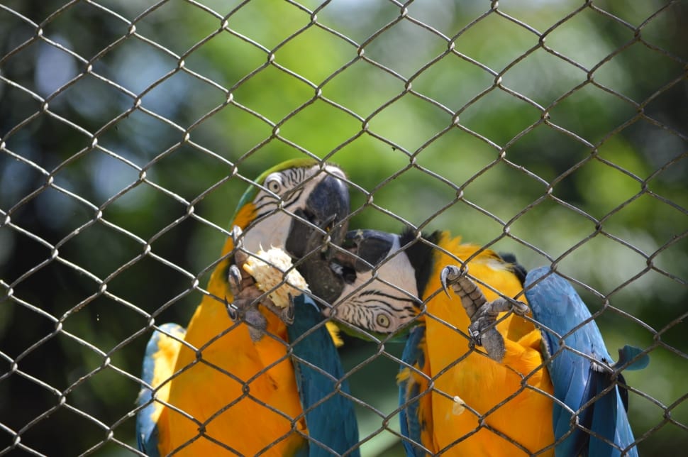 2 blue yellow and white parrots preview
