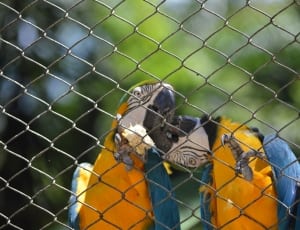 2 blue yellow and white parrots thumbnail