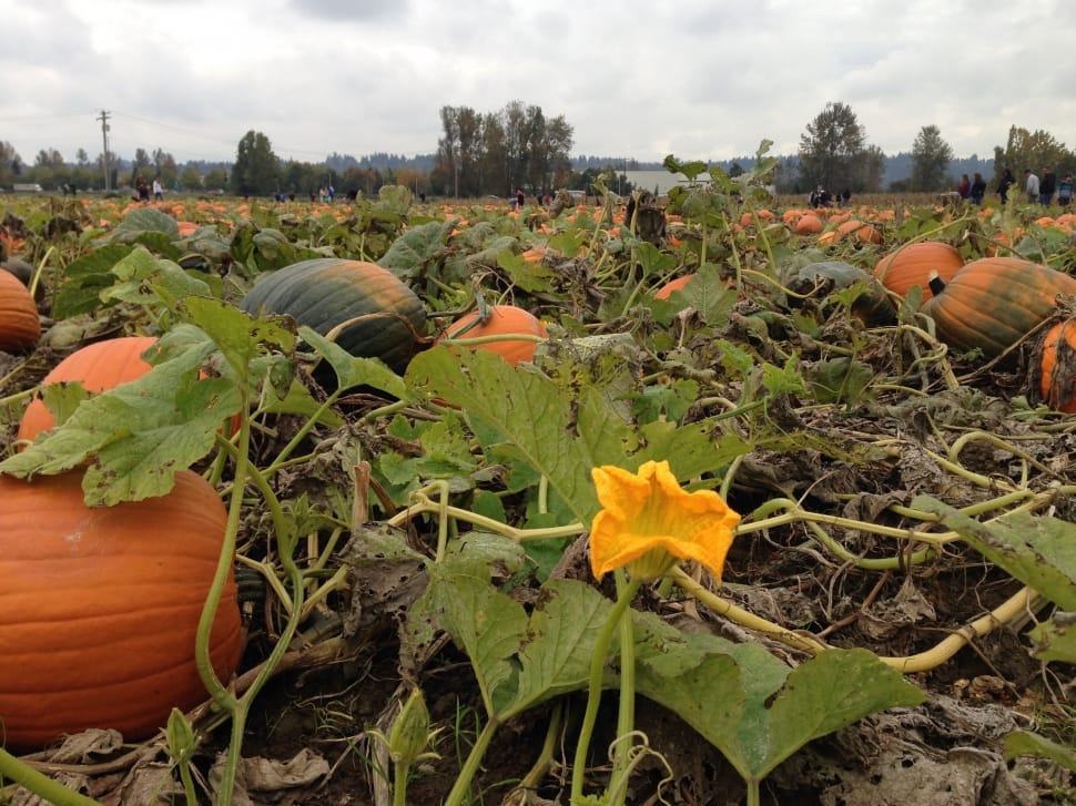 pumpkins field preview