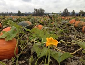 pumpkins field thumbnail