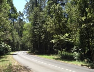 asphalt road between trees thumbnail