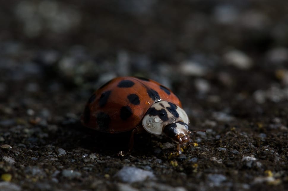 ladybug beetle preview
