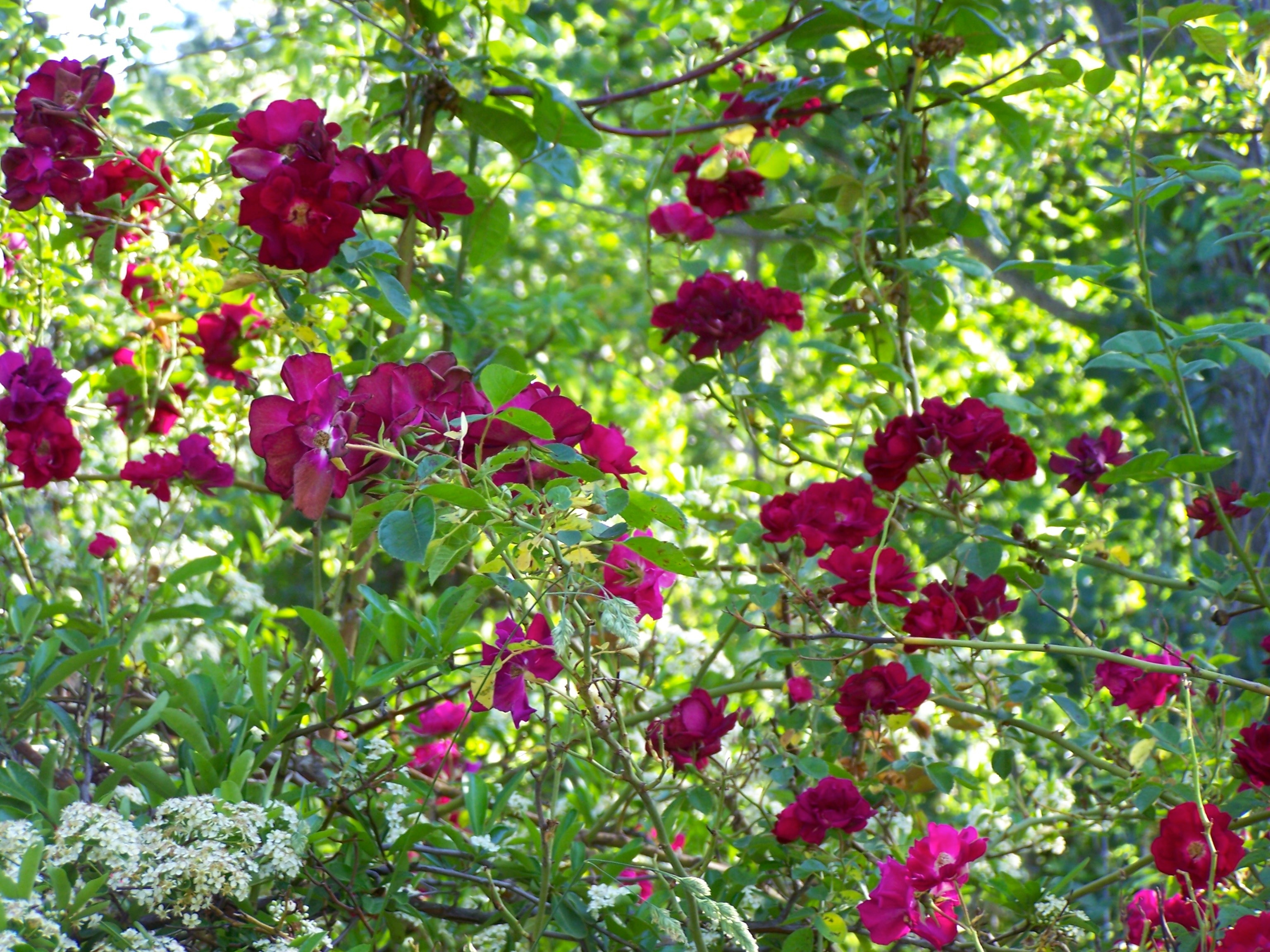 red wild roses