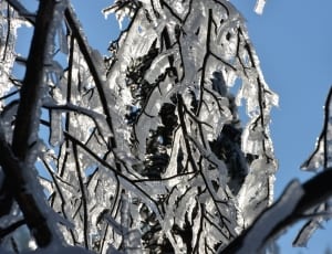 frozen twigs thumbnail