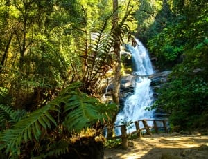 green leaf plants and waterfalls photography thumbnail
