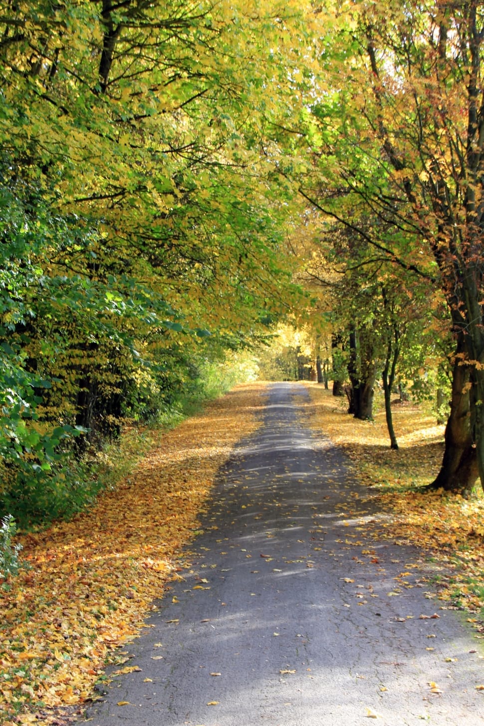 pathway in front of maple tree preview