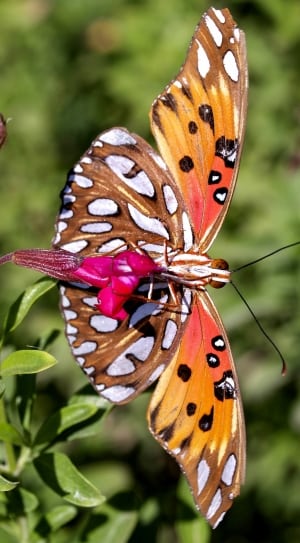 brown orange and white butterfly thumbnail