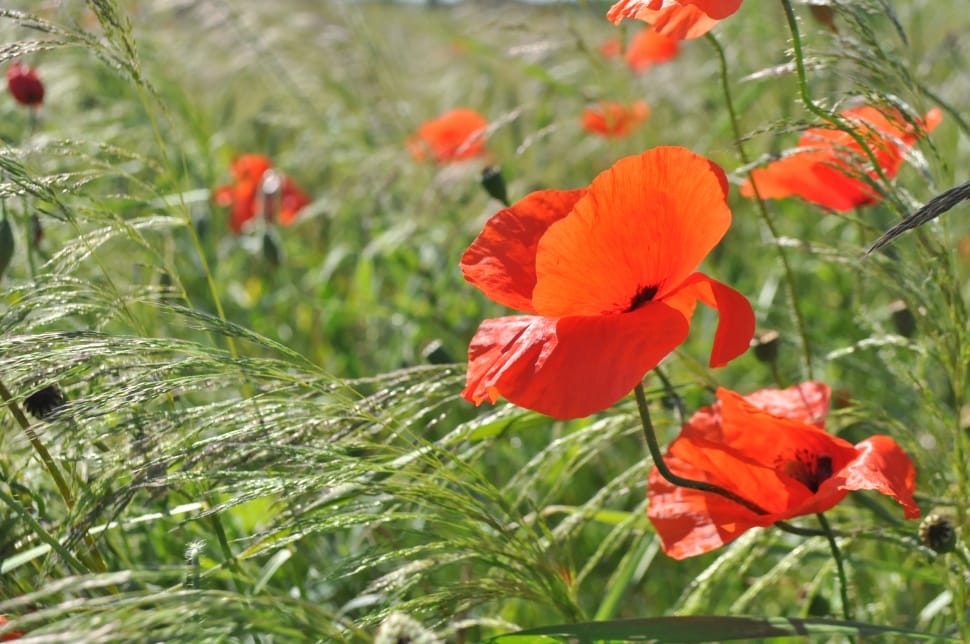 red flowers preview