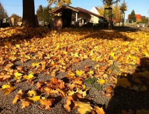photo of floor with trees and leaves thumbnail