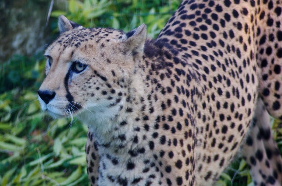 cheetah preview