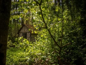 green trees and brown wooden house thumbnail