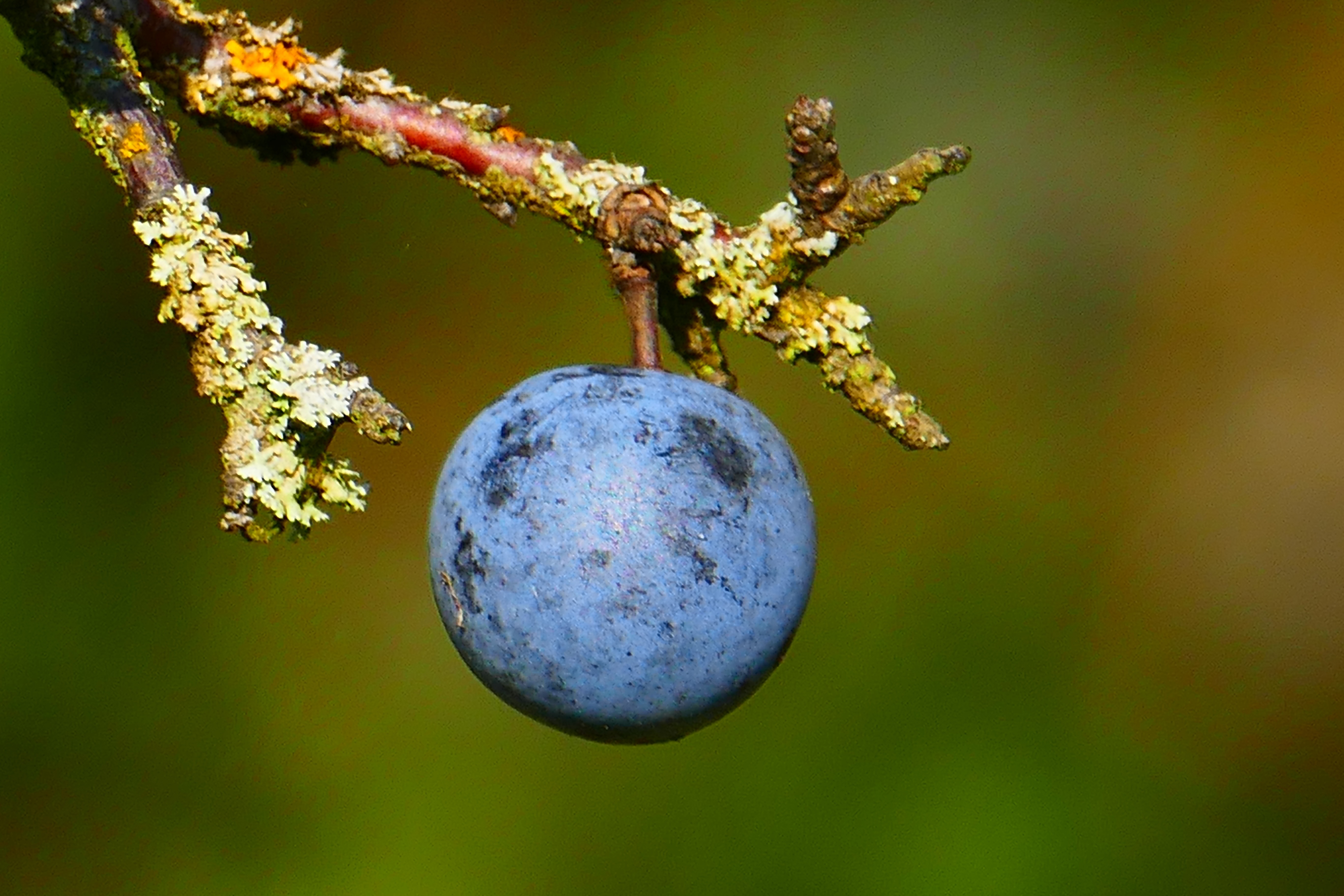 blue plum