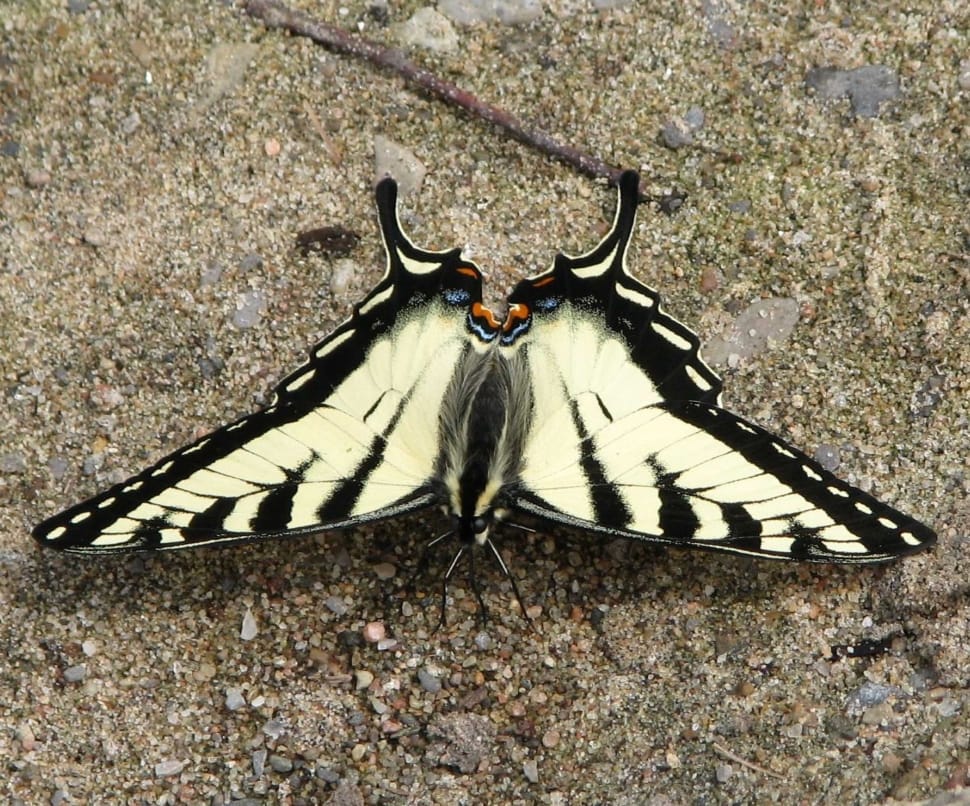 eastern tiger swallow tail butterfly preview