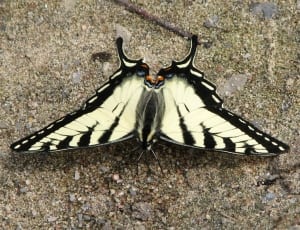 eastern tiger swallow tail butterfly thumbnail