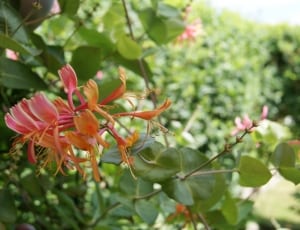 red and orange petaled flowers with green leaves thumbnail