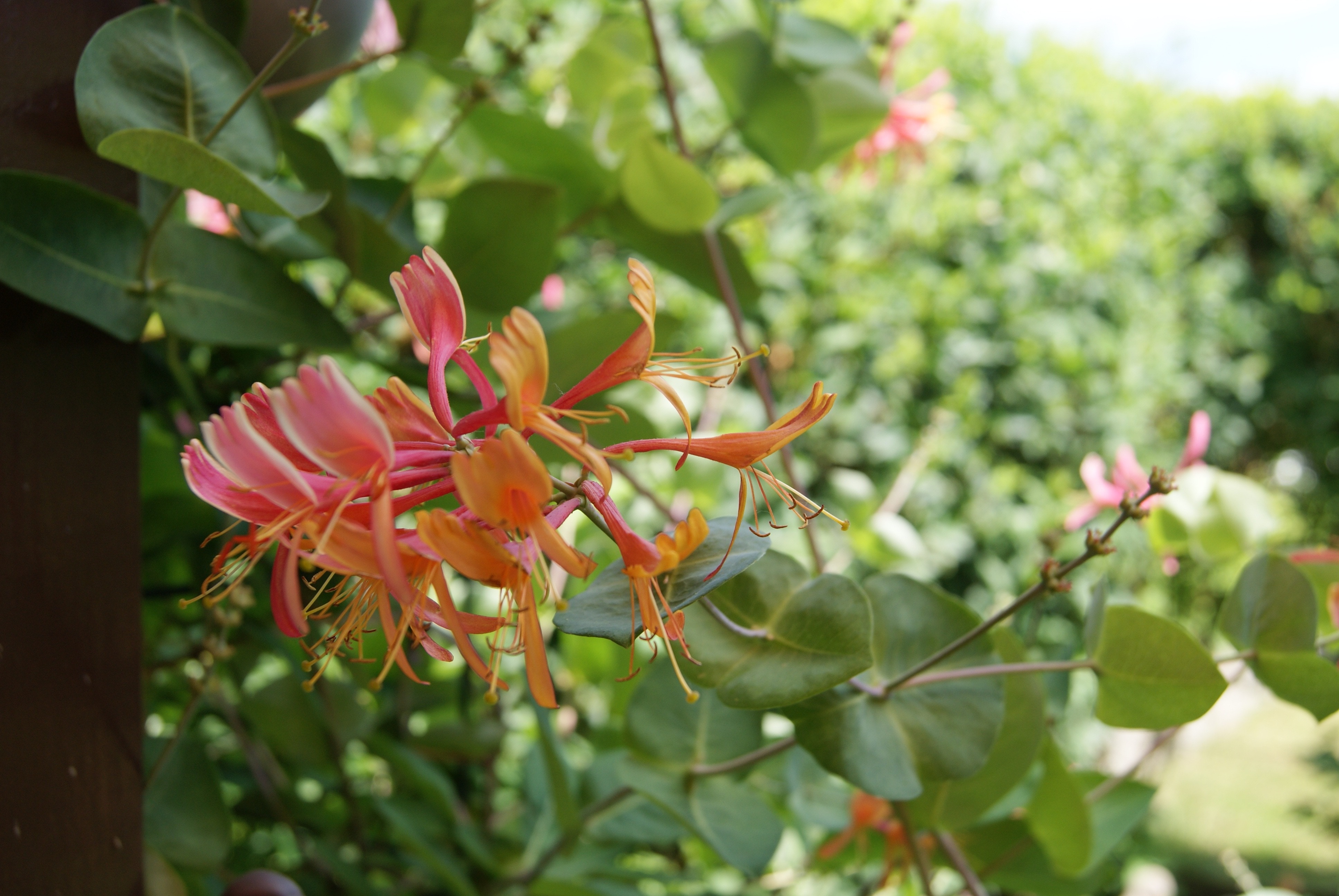 red and orange petaled flowers with green leaves
