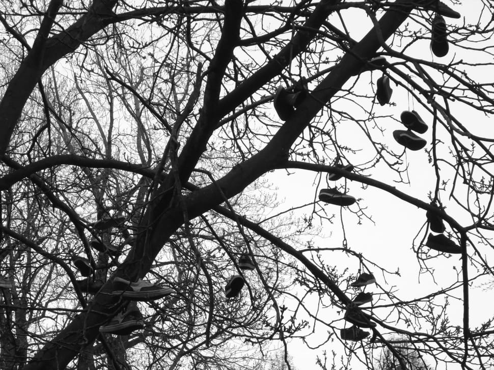 pairs of shoes lot on tree preview