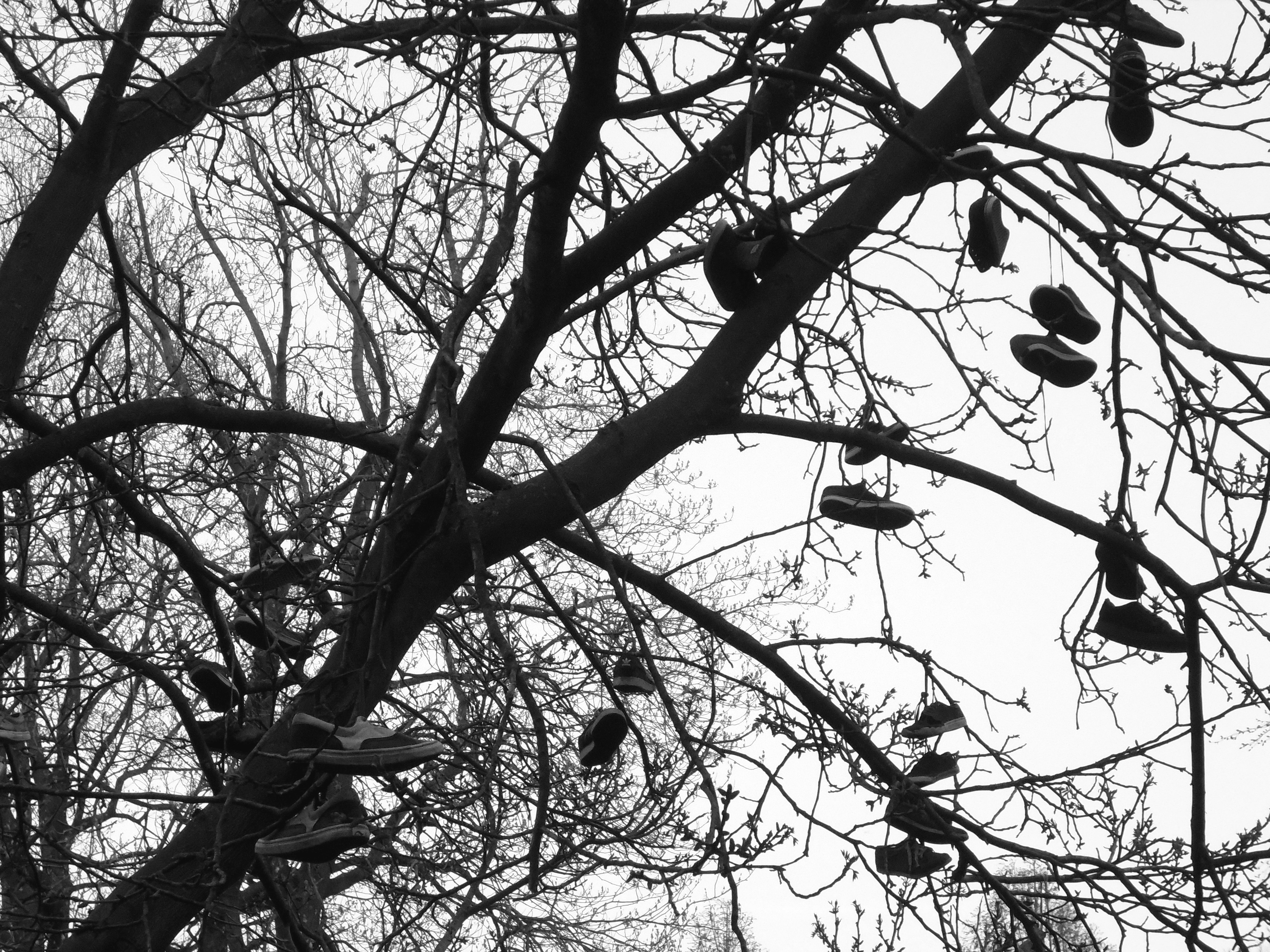 pairs of shoes lot on tree