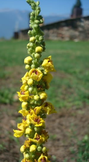 yellow and red spike orchids thumbnail