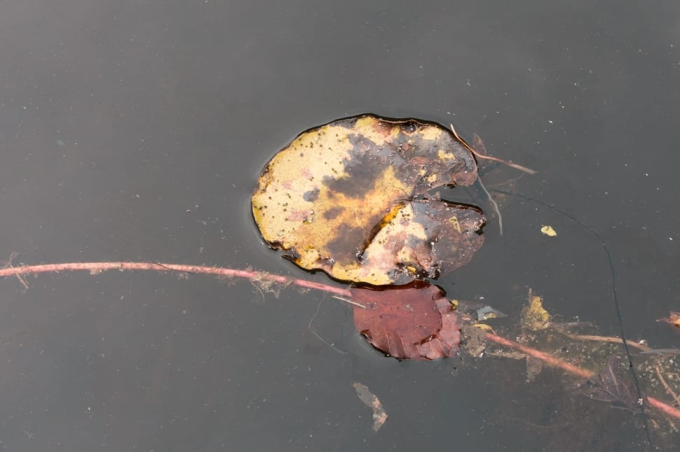 yellow and brown leaf on body of water preview