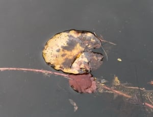 yellow and brown leaf on body of water thumbnail