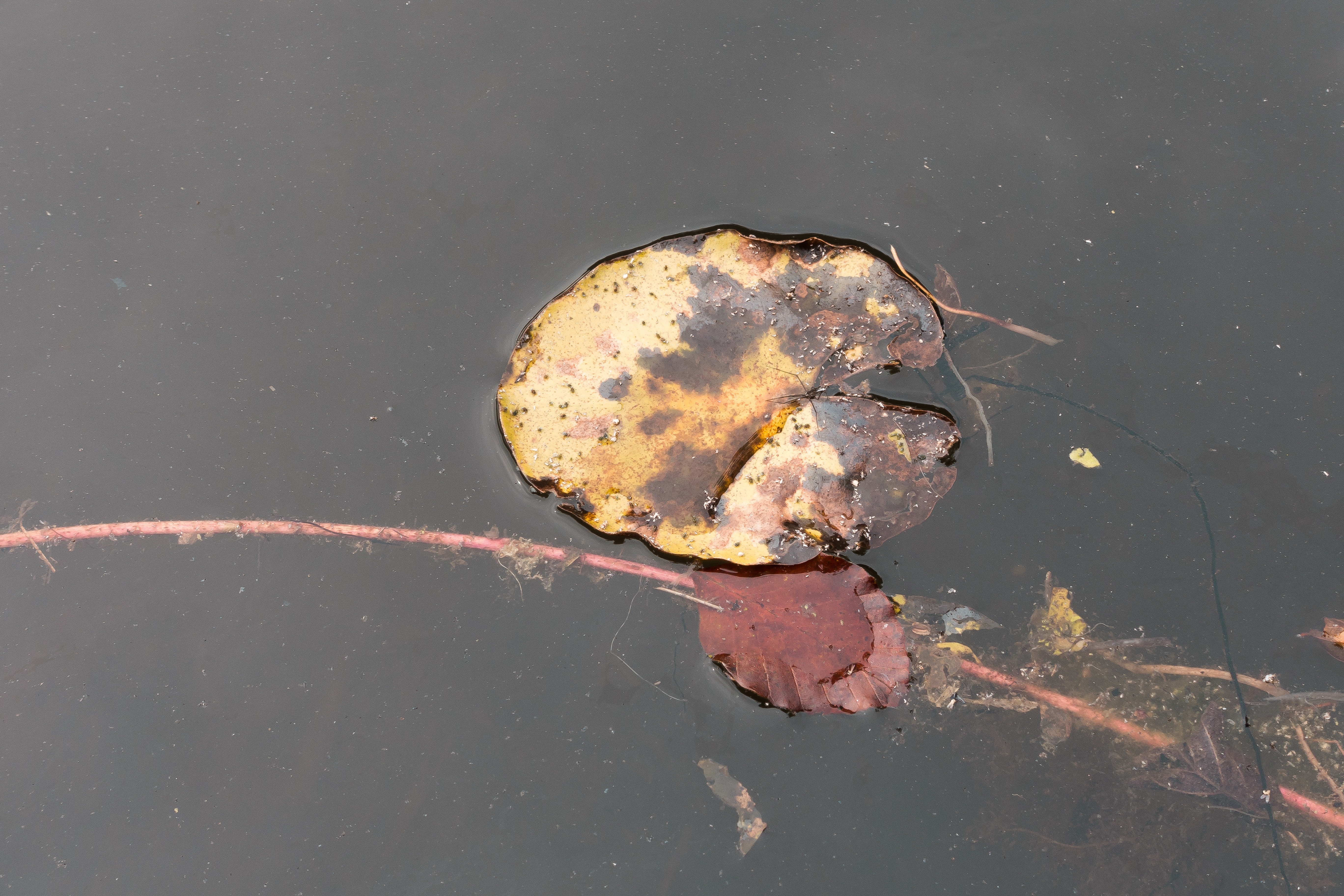 yellow and brown leaf on body of water