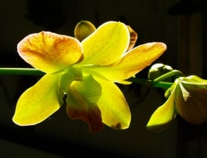 yellow orchid thumbnail