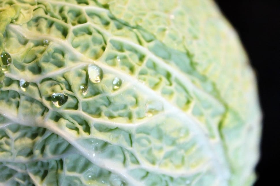 cabbage plant preview