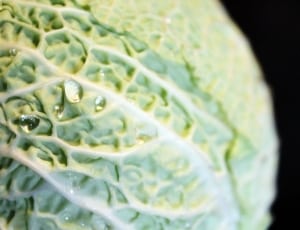 cabbage plant thumbnail