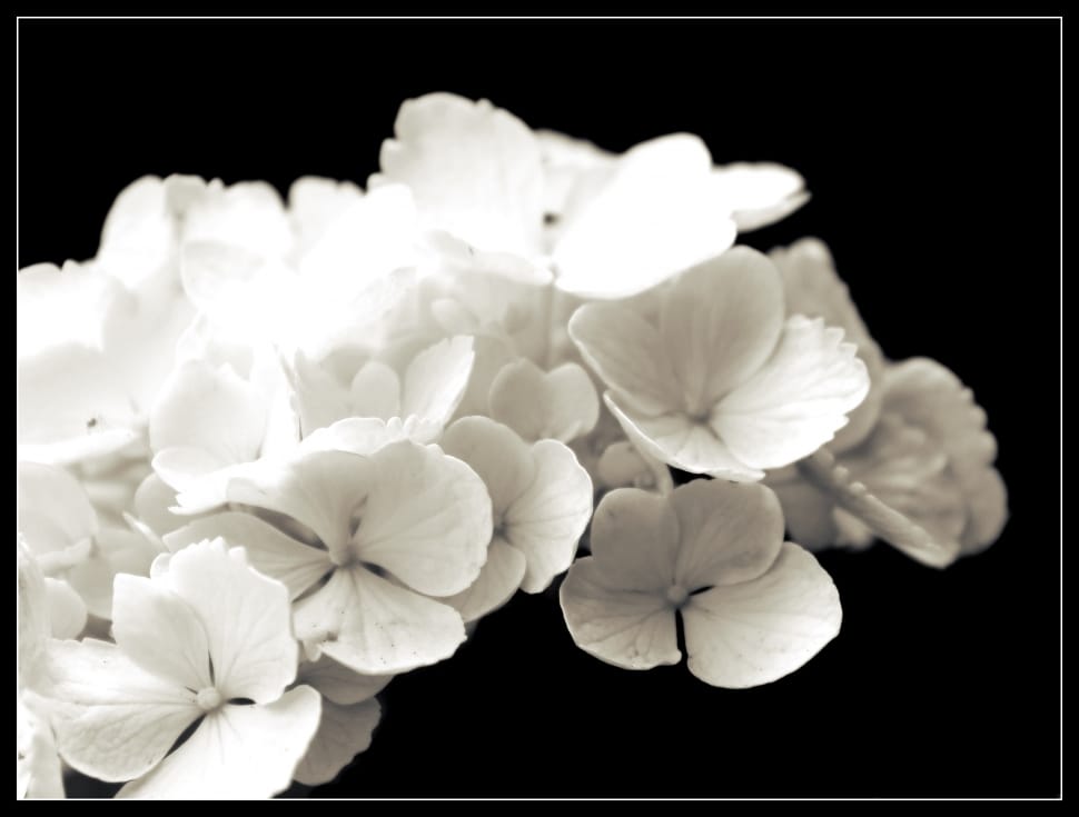 small white flowers preview