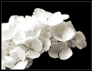 small white flowers thumbnail